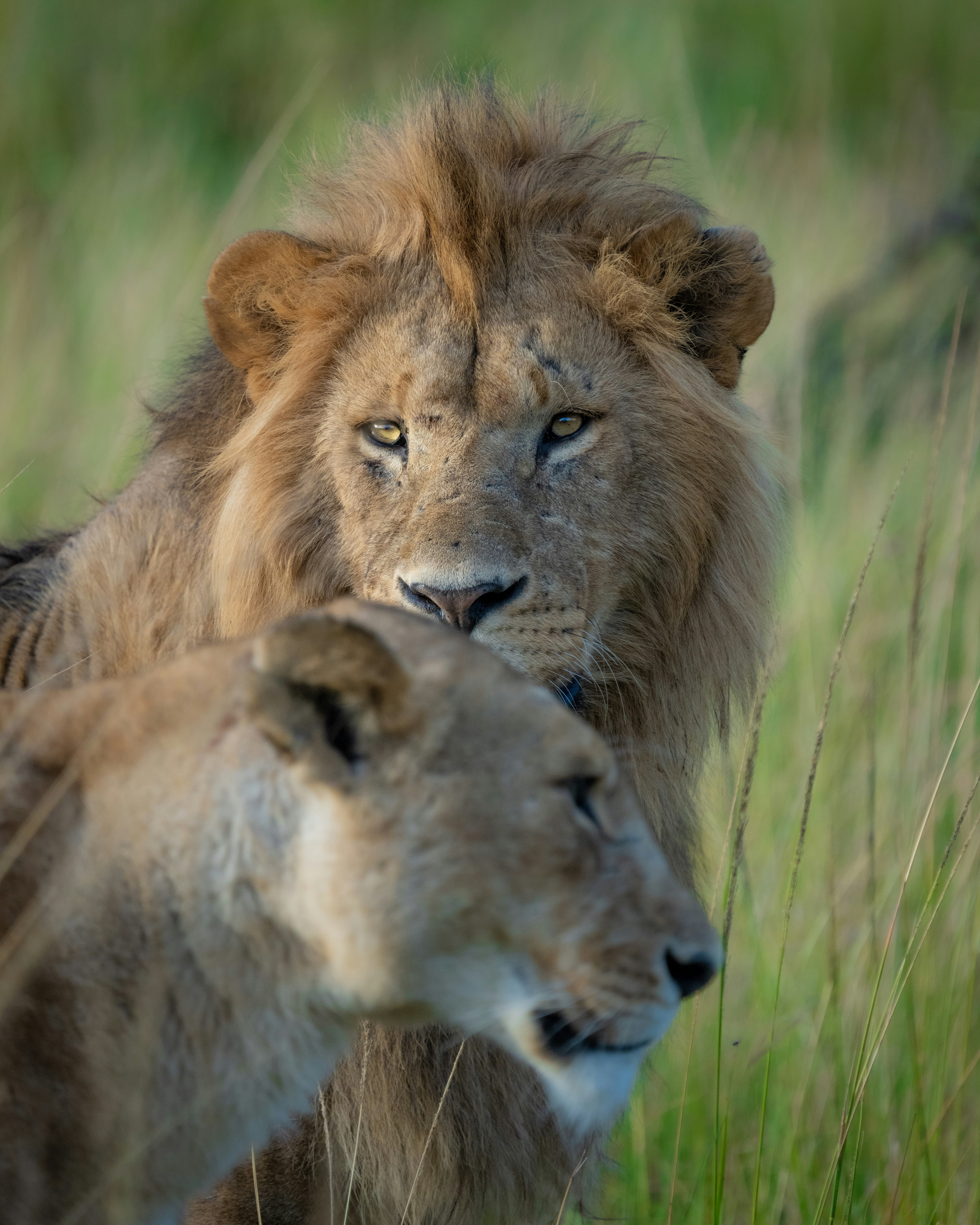 brown lion and lioness on green grass field during daytime